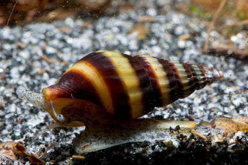 Helena trumped snail - Clea helena