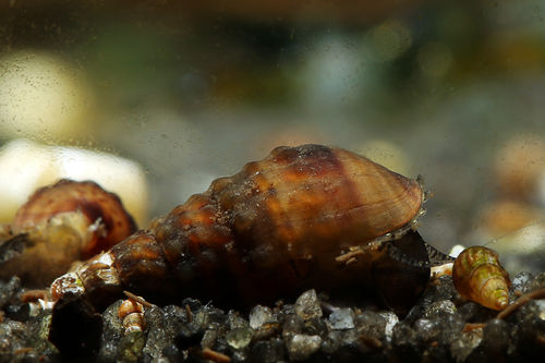 Quilted Melania Snail - Melanoides granifera