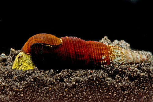 Yellow Rabbit Snail - Tylomelania sp. Yellow
