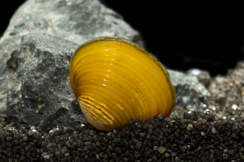Golden Asian clam - Corbicula javanicus Gold