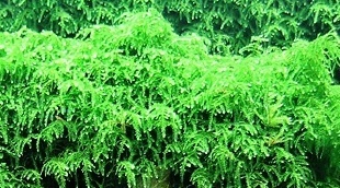 Weeping Moos (Vesicularia ferriei "Weeping Moos") - 110ml Cup
