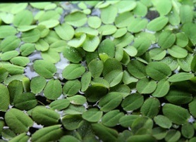 Floating salvinia - 125ml Cup