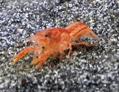 Cambarellus patzcuarensis var. orange (CPO)