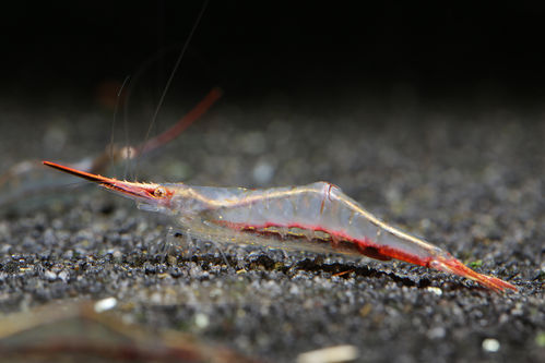 Red Pinocchio dwarf shrimp