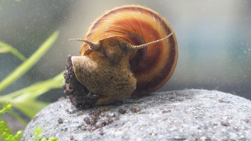 Piano Snail - Taia naticoides