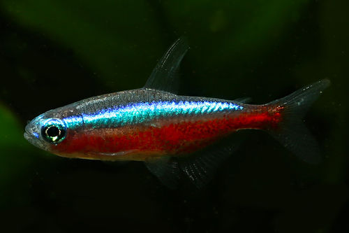 Red Neon - Paracheirodon axelrodi