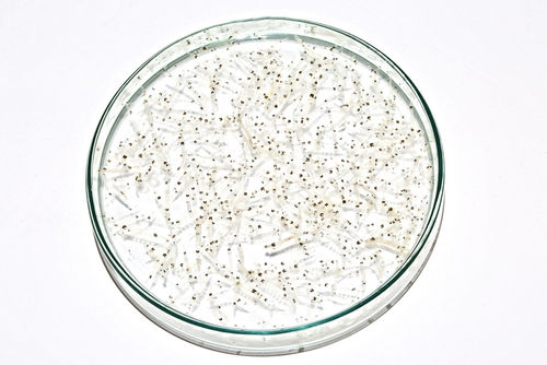 Live white mosquito larvae - 90 ml