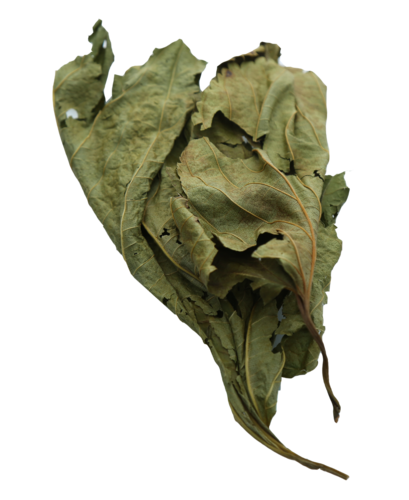 mulberry leaves - 10g