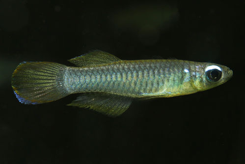 Normans Leuchtaugenfisch - Aplocheilichthys normani
