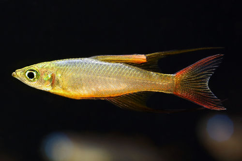 Filigran-Regenbogenfisch - Iriatherina werneri