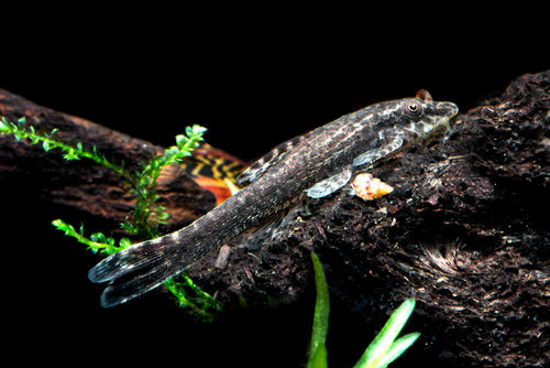 Brauner Ohrgitterharnischwels - Otocinclus negros
