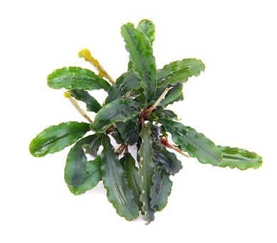 Dennerle Bucephalandra pygmaea "Bukit Kelam" - Pot
