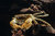 Pompom-Krabbe - Ptychognathus barbatus