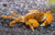 Pompom-Krabbe - Ptychognathus barbatus