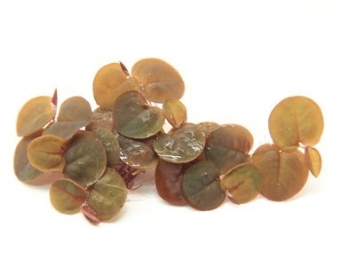 Dennerle Phyllanthus fluitans - InVitro
