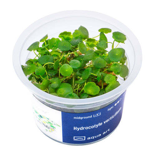 Hydrocotyle verticillata - InVitro