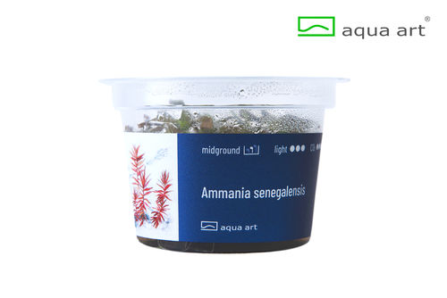 Ammania senegalensis - InVitro