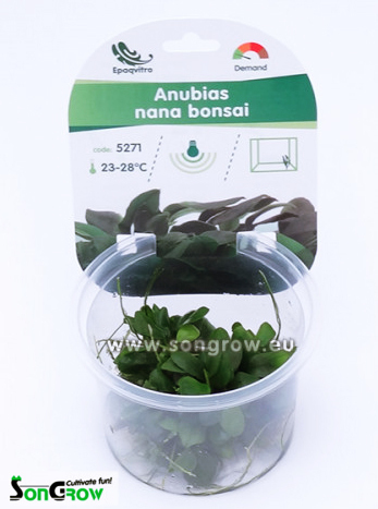 Anubias nana bonsai (Bonsai-Zwergspeerblatt) - InVitro