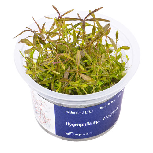Hygrophila sp. "Araguaia" - InVitro