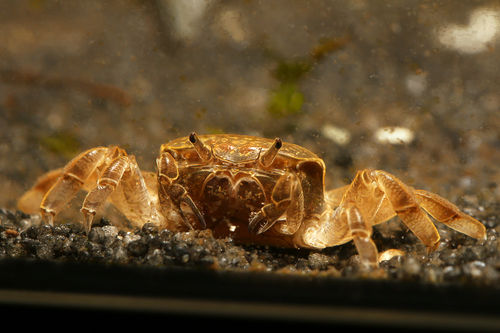 Ghost Crab - Potamocypoda pugil