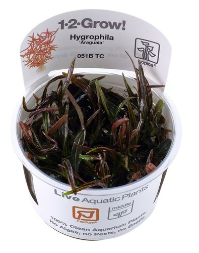 Tropica Hygrophila lancea "Araguaia" - InVitro