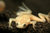 Dwarf clawed frog gold - Hymenochirus boettgeri gold