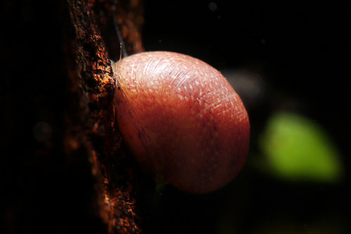 Antler Snail "Pink Lady" - Clithon sp.