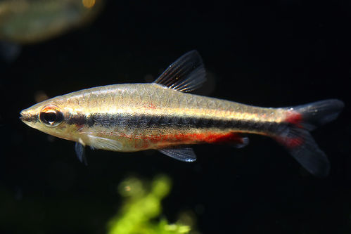 Ceara-Ziersalmler - Nannostomus sp. Ceara