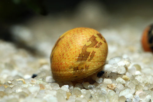 Antler Snail "Yellow Lady" - Clithon sp.