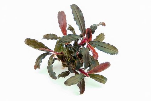 Dennerle Bucephalandra sp. 'Red Scorpio' - Pot