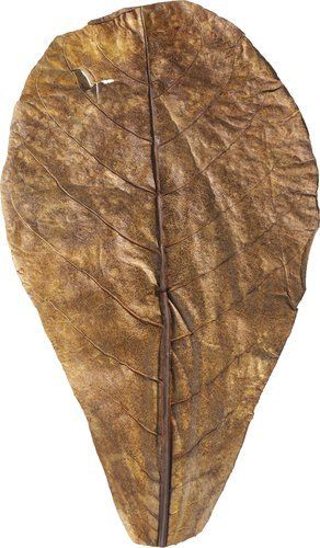 ARKA Seemandelbaumblätter Large - 10 Stk