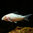 Albino-Metallpanzerwels - Corydoras aenus albino