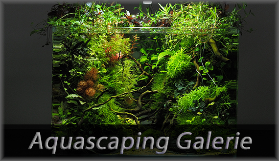 Zur Aquascaping Galerie