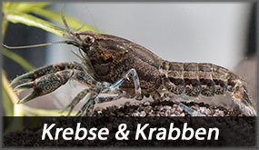 Krebse & Krabben